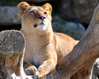 Lion zoo